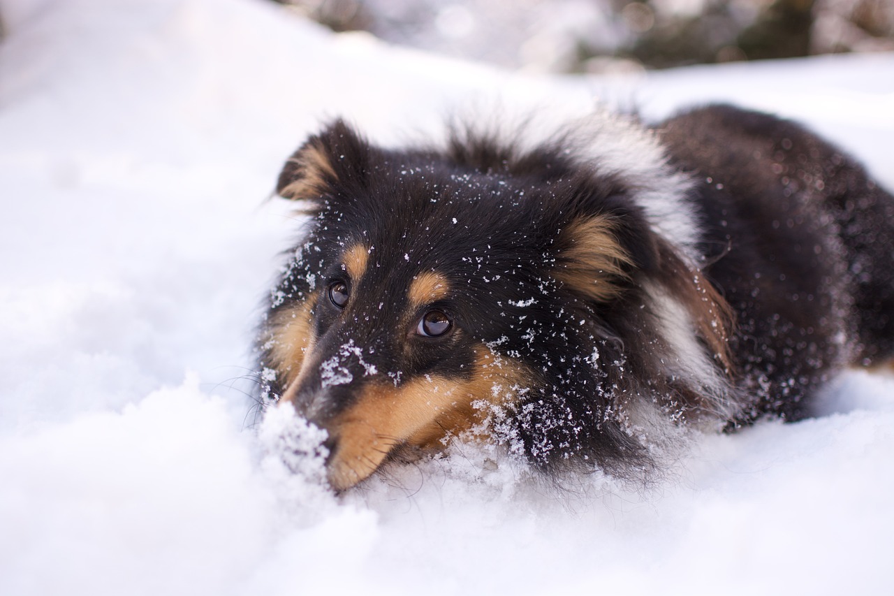 How to Help Your Dog with Thunderstorm Anxiety